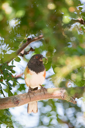 Spotted Towhee (Pipilo maculatus) Returning to Nest With Food, N