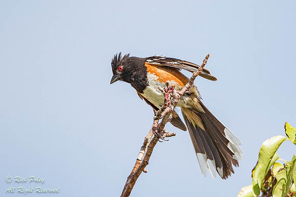 Spotted Towhee (Pipilo maculatus) Preening, NM