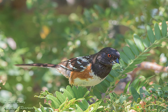 Spotted Towhee (Pipilo maculatus) With an Insect, NM