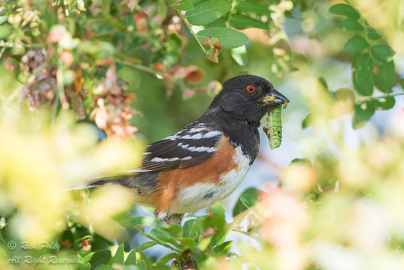 Spotted Towhee (Pipilo maculatus) Returning to Nest With Food, N