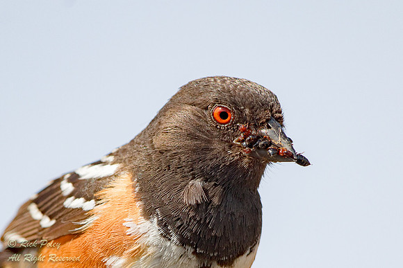 Spotted Towhee (Pipilo maculatus) Returning to Nest With Ants, N