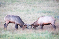 Bull Elk (Cervus canadensis) FIght During Mating Season, Rocky M