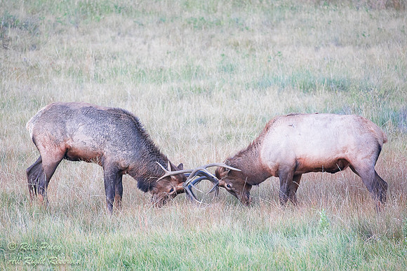 Bull Elk (Cervus canadensis) FIght During Mating Season, Rocky M