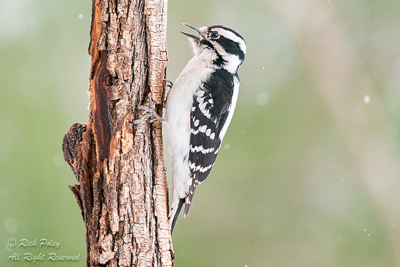 Female Downy Woodpecker (Picoides pubescens), NM