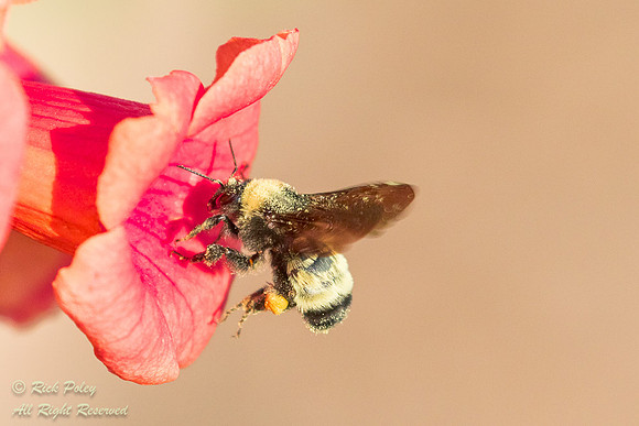 Bumblebee Foraging at Trumpet Vine Flower