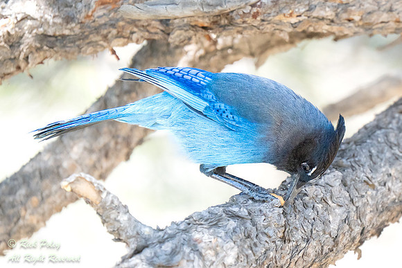 Foraging Steller's Jay (Cyanocitta stelleri), CO