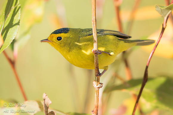 Wilson's Warbler (Cardellina pusillaa), Rocky Mountain NP, CO
