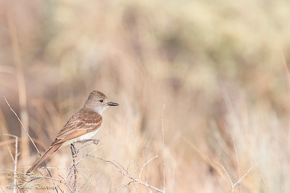 Ash-throated Flycatcher (Myiarchus cinerascens), Sandoval County