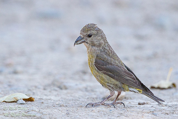Female Red Crossbill (Loxia curvirostra), Rocky Mountain Nationa