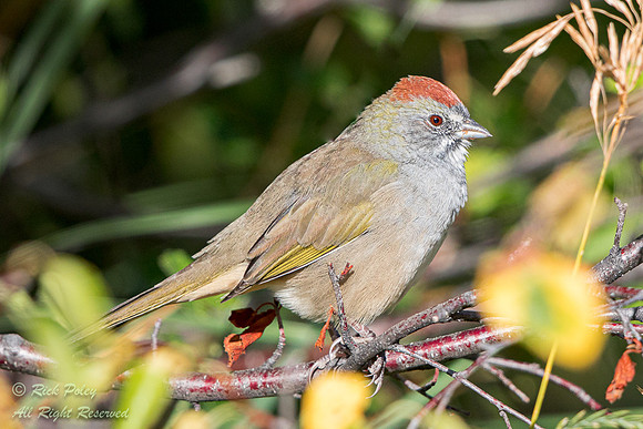 Green-tailed Towhee (Pipilo chlorurus), Rocky Mountain National