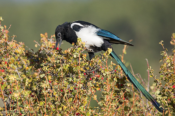 Black-billed Magpie (Pica hudsonia) Feeding on Red Berries, Rock