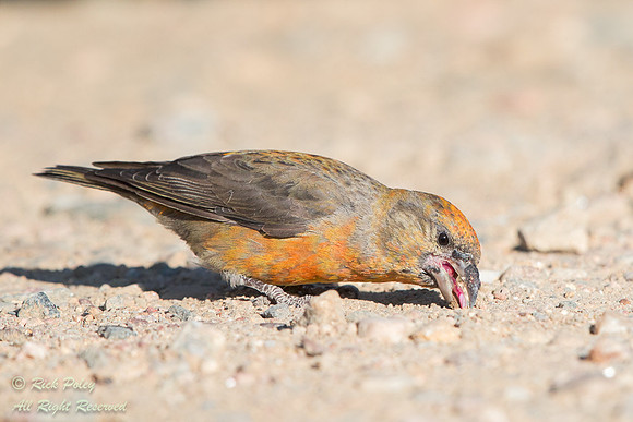 Female Red Crossbill (Loxia curvirostra) Eating Gravel for Diges