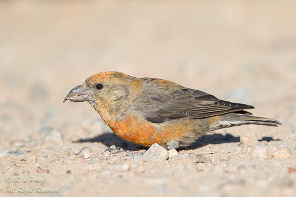 Female Red Crossbill (Loxia curvirostra) Rocky Mountain NP, CO