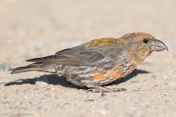 Female Red Crossbill (Loxia curvirostra), Rocky Mountain NP, CO