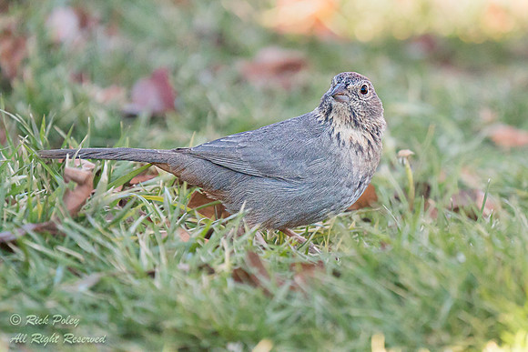 Canyon Towhee (Melozone fusca), Sandoval County, NM