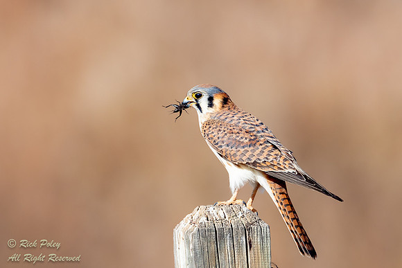 Female American Kestrel (Falco sparverius) With a Cricket, NM