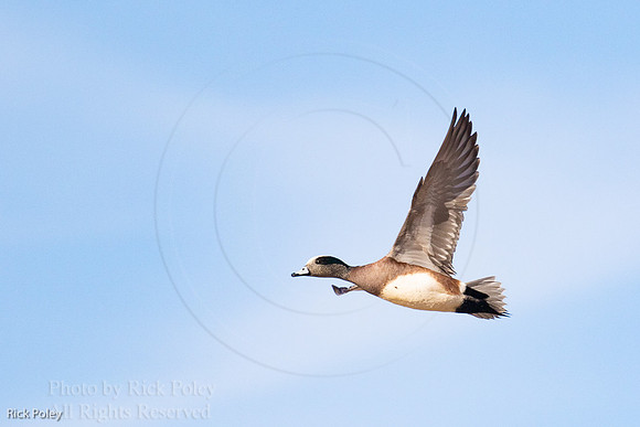 American Wigeon in Flight