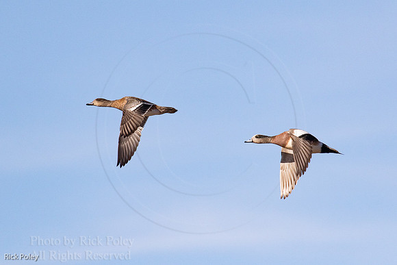 American Wigeons in Flight