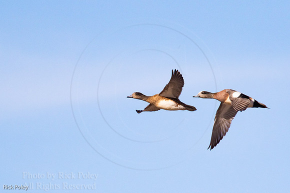 American Wigeons in Flight