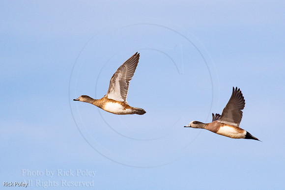 American Wigeons in Flight