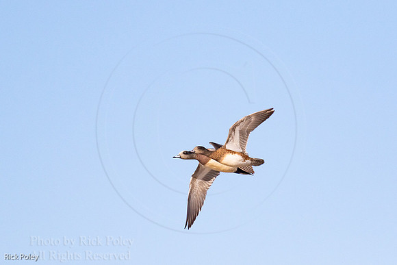 American Wigeons in Flight