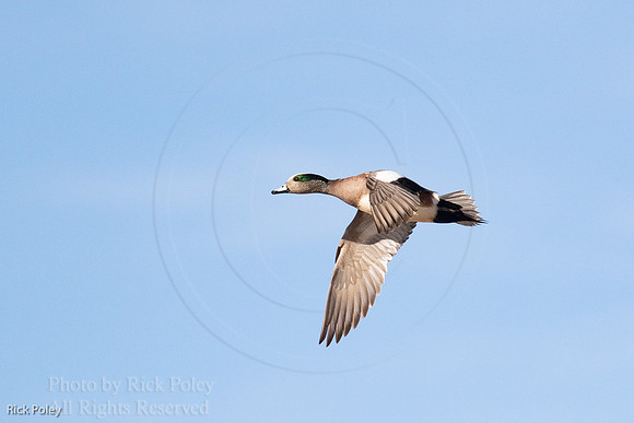Drake American Wigeon in Flight