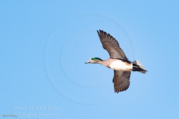 Drake American Wigeon in Flight