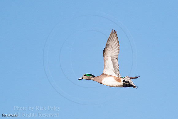 Drake American in Wigeon in Flight