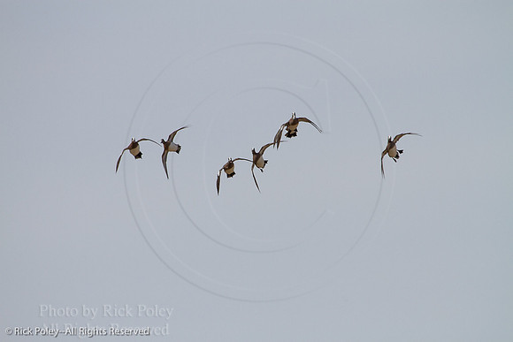 American Wigeons in Flight Cupping Their Wings