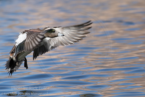 Drake American Wigeon Landing