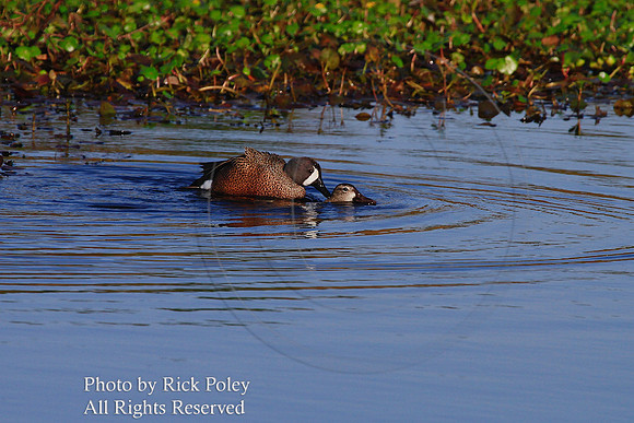 Mating Blue-winged Teal
