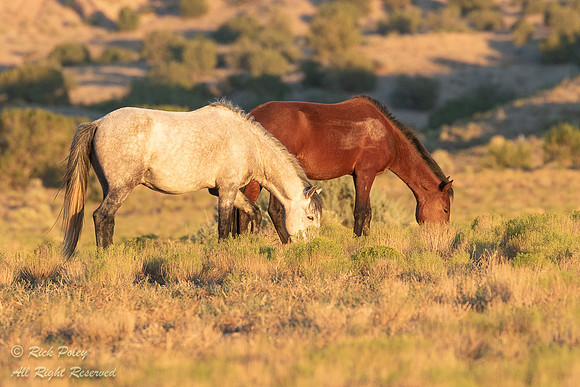 Wild Horses (Equus ferus), NM