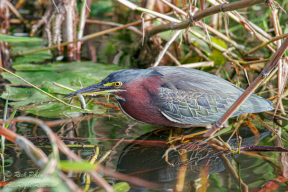 Green Heron (Butorides virescens) With a Small Fish, Everglades