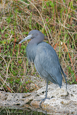Little Blue Heron (Egretta caerulea), Everglades NP, FL