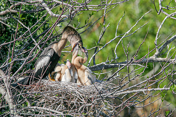 Female Anhinga (Anhinga anhinga) Feeding Nestlings, Everglades N
