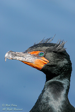 Double-crested Cormorant (Phalacrocorax auritus), Everglades Nat