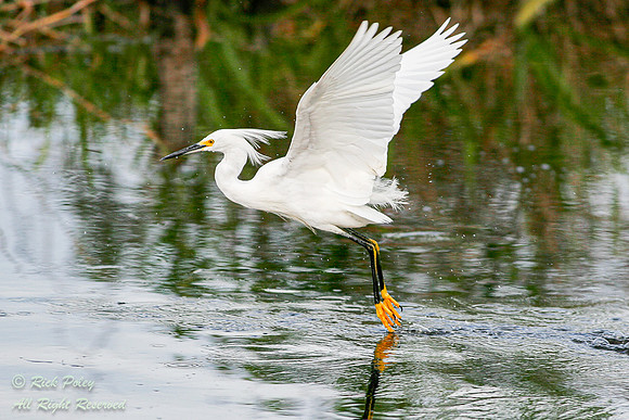 Snowy Egret (Egretta thula) Foraging While Flying, Everglades NP