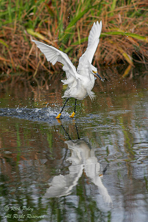 Snowy Egret (Egretta thula) Snares Small Fish, Everglades NP, FL