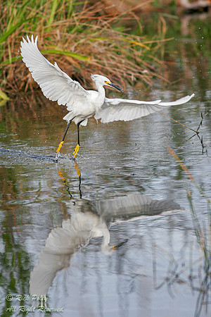 Snowy Egret (Egretta thula) Captures a Small Fish, Everglades NP