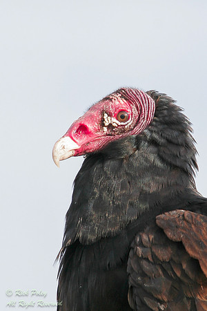 Turkey vulture (Cathartes aura) Portrait, Everglades NP, FL
