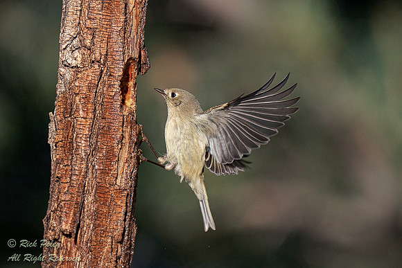 Ruby-crowned Kinglet (Regulus calendula), Sandoval County, NM