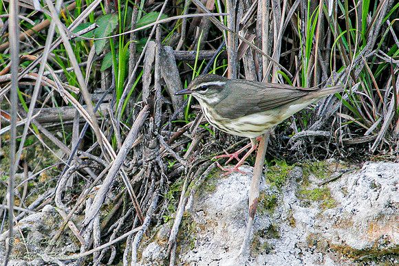 Northern Waterthrush (Parkesia noveboracensis), Everglades Natio