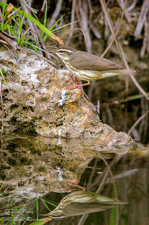 Northern Waterthrush (Parkesia noveboracensis), Everglades Natio