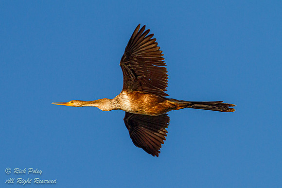 Female Anhinga (Anhinga anhinga) in Flight, Polk County, FL
