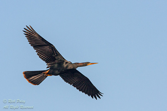 Male Anhinga (Anhinga anhinga) in Flight, Cross Creek Rookery, F
