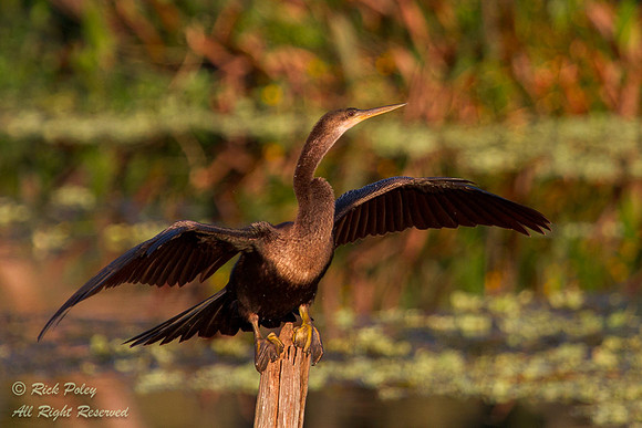 Female Anhinga (Anhinga anhinga) Drying Wings, Polk County, FL