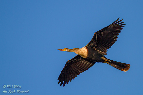 Female Anhinga (Anhinga anhinga) in Flight, Polk County, FL