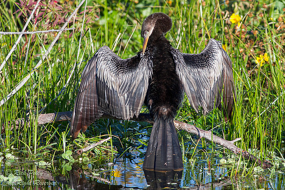 Male Anhinga (Anhinga anhinga) Drying Wings & Preening, Polk Cou