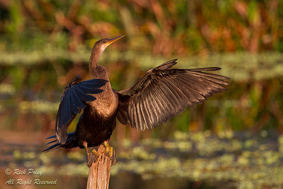 Female Anhinga (Anhinga anhinga) in Flight, Polk County, FL