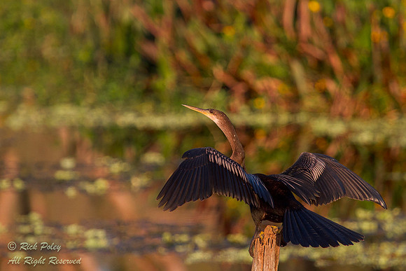 Female Anhinga (Anhinga anhinga) in Flight, Polk County, FL